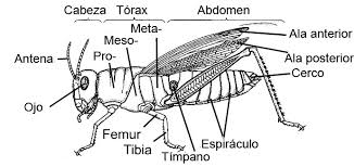 Resultado de imagen para Exoesqueleto de un insecto