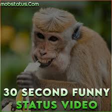 30 second funny whatsapp status video