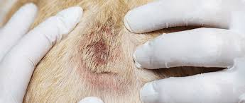 common skin conditions of dogs and cats