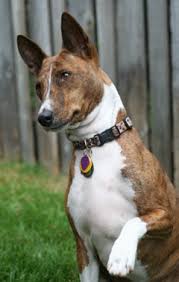 Post basenjis for sale or a want ad. Rehome Your Basenji With Brat