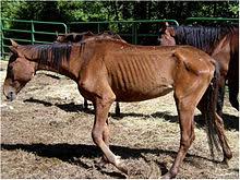 Henneke Horse Body Condition Scoring System Wikipedia