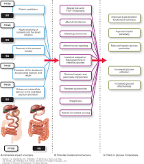 The Surgical Management Of Obesity Schwartzs Principles