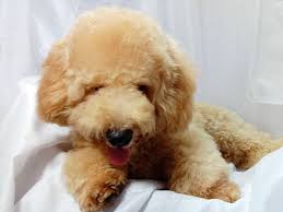home page 05 poodle philippines by