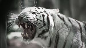 white tiger hd wallpapers high quality