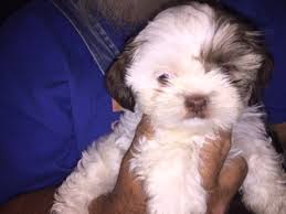 Teacup shih tzu puppies for sale in oklahoma, ok. Puppyfinder Com Shih Tzu Puppies Puppies For Sale Near Me In Oklahoma Usa Page 1 Displays 10