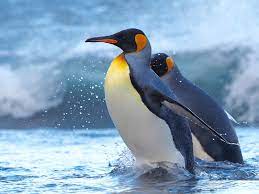 King penguins – Australian Antarctic ...