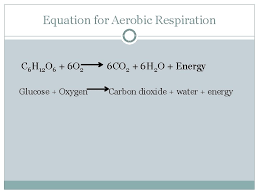 respiration respiration is the release