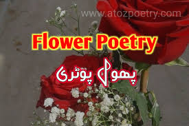 beautiful flower romantic love shayari