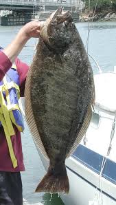 Pacific And California Halibut Large And Unusual Fish