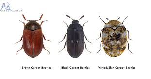 carpet beetles identification