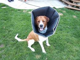 Comfy Cone For Dogs