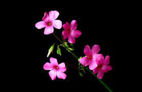 Pink Nature Flowers Black Flower 3d ...