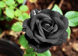 black roses anthemionflowers