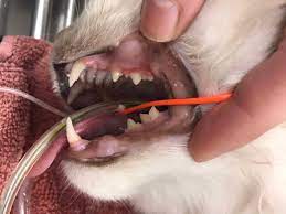 cat dental cleaning procedure ragdoll