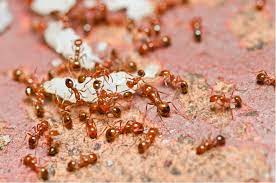 fire ants identification