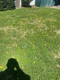 What do I use to get rid of these dandy lions? : r/lawncare