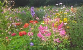 Mixed Beds In Your Cut Flower Patch