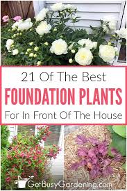 foundation plants 21 best shrubs