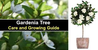 Gardenia Tree Care And Growing Guide