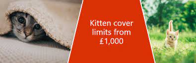 Pet Insurance Kitten Uk gambar png