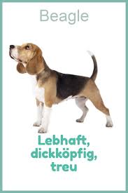 Auf grund seines bewegungsfreudigen wesens sollte der beagle in einem haus mit garten gehalten werden. Beagle Hund Charakter Ernahrung Pflege Hunde Rassen Hunde Beagle