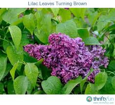 I used 1 teaspoon epsom salt added to a gallon water and the leaves straightened out soon after. Lilac Leaves Turning Brown Lilac Lilac Bushes Lilac Flowers