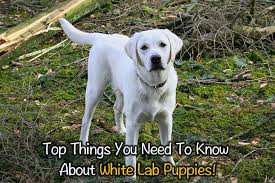 Maybe you would like to learn more about one of these? Top Things You Need To Know About White Lab Puppies Thinkofpuppy