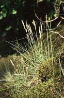 Spike Trisetum (Trisetum spicatum) - Wisconsin DNR