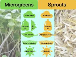 microgreens vs sprouts 11 key