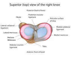 knee ligament injury physiotherapy