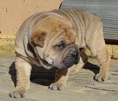 Your complete guide to the bull pei english bulldog shar pei mix. Bull Pei Dog Breed Information And Pictures