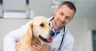 Những lý do tuyệt vời để trở thành bác sĩ thú y