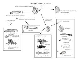 Recognizing Insect Larval Types Entomology