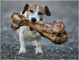 Can Dogs Eat Bones? Here's What People Get Wrong About Dogs and Bones