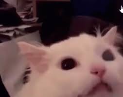 If you don't find the meme you. Thurston Waffles Meow Gif Thurstonwaffles Meow Scream Discover Share Gifs In 2021 Cute Cat Gif Funny Memes Images Cute Baby Cats