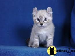 Find cats and kittens wanted, to adopt, and better than craigslist. Highland Lynx Kittens For Sale
