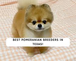 10 best pomeranian breeders in texas