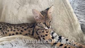 Cross breeding an african serval and a domestic cat has resulted in the replication of the striking coat pattern and body structure of the serval with the temperament of a an affectionate dog. Savannah Canada Home Facebook