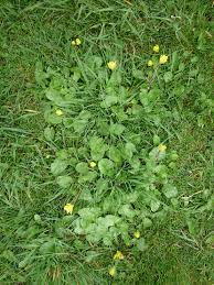 Each flower grows on separate stalks from the leaves, with 40 to 100 individual florets making up each of the flower heads. Get Rid Of Hard To Kill Lawn Weeds