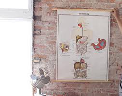 Antique Vintage Digestion Canvas School Chart Wall Hanging