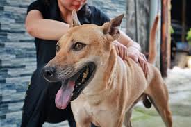 Chó cỏ Việt Nam: Giống chó nuôi nhiều nhất nước ta