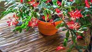 Water sparingly but consistently in fall and winter, and keep it out of direct sunlight. How To Grow A Christmas Cactus Miracle Gro