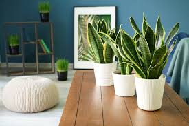 Grow A Healthy Snake Plant Indoors