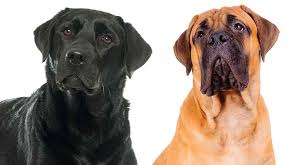 Mastiff Lab Mix Is This Prominent Hybrid Right For Your Home