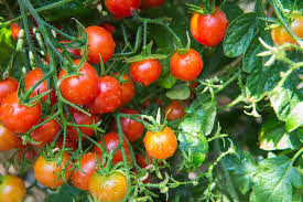 How To Grow Cherry Tomatoes Gardener