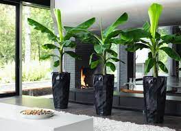 Indoor Plants For Indian Homes