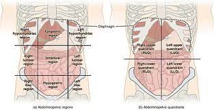 There are four abdominal quadrants in the human body. Quadrants And Regions Of Abdomen Wikipedia