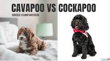 Cavapoo Vs Cockapoo - Best Breed Comparison And 7 Differences
