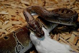 ball python feeding chart tips