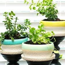 Grow Fresh Herbs Indoors Calloway S